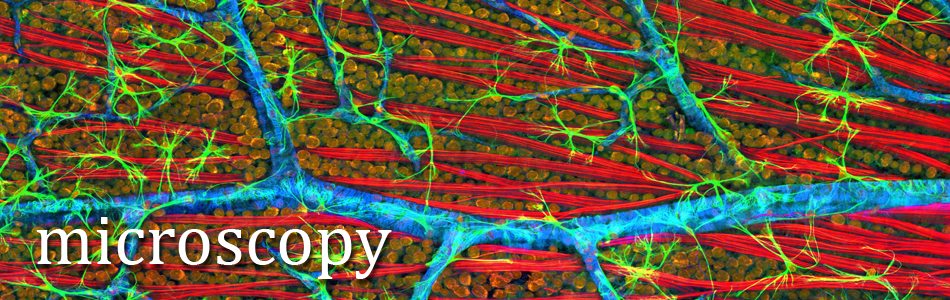 microscopy