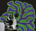 3D image of halved human brain